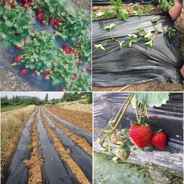 Black agricultural film strawberry PE film garden flower greenhouse plastic garden mulch film